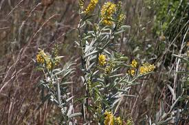 Image result for Eriosema