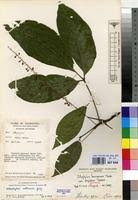 Image result for Allophylus ferrugineus