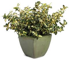 Image result for Euonymus fortunei