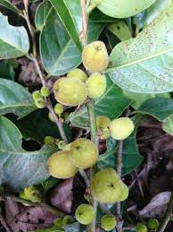 Image result for Chaetocarpus