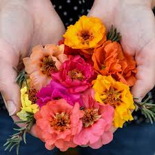 Image result for Portulaca