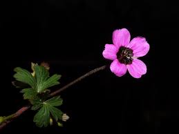 Image result for Geranium ocellatum