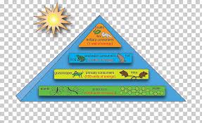 energy flow ecosystem ecological pyramid ecology food chain