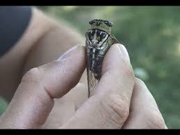 Click here to download sound fx today. So Do Cicadas Get Louder Right Before A Storm The Homesteading Hippy