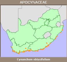 Image result for Cynanchum obtusifolium