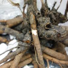 Phytophthora cactorum causes phytophthora blight in peonies. Diseases Of Peonies Springerlink