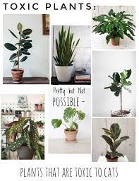 A Guide To The Prettiest Cat Safe Non Toxic House Plants Safe House Plants Cat Safe House Plants Houseplants Safe For Cats