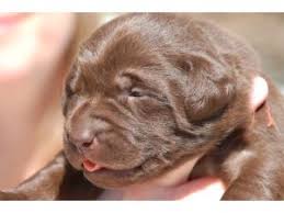 The breeder reserves the right for first pick on all litters. Labrador Retriever Puppies In Colorado