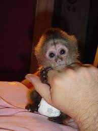 Male And Female Capuchin And Marmoset Monkeys Ready For New Homes For Sale Adoption From Manchester England Adpost Pet Monkey Capuchin Monkey Pets For Sale