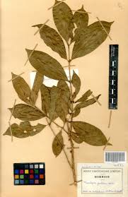 Image result for Tricalysia pallens