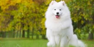 Fluffy Dog Breeds From Small To Giant Breeds