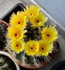 Pianta palustre a fiori gialli; Pianta Grassa Con Fiori Gialli Come Si Chiama