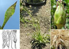 Image result for Pseudopodospermum hispanicum