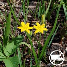 Image result for Hypoxis angustifolia