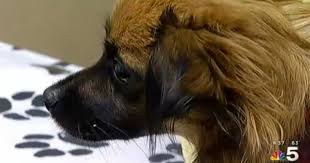 Pups is a 24/7 service that employs the most qualified and well trained animal enthusiasts. Six Pups Dead As Dog Flu Outbreak Rises To 1 100 Cases In Chicago Area
