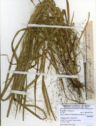 Image result for Eragrostis aspera