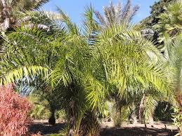 Image result for Phoenix pusilla