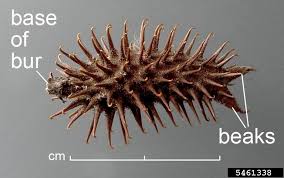 Image result for Xanthium