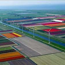 Check spelling or type a new query. Tulip Fields In Holland Form A Rainbow Quilt Of Color The Verge