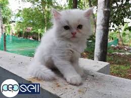 The scientists have stated that people persian cats are very beautiful type of cats. Persian Cat For Sale Irinjalakuda Free Classifieds