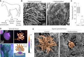 We did not find results for: Physical Principles Of Membrane Shape Regulation By The Glycocalyx Sciencedirect