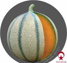 melon kavun meyve tarim bi tki