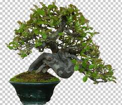 This sweet plum has a gorgeous curved truck. Chinese Sweet Plum Bonsai Tree Flowerpot Houseplant Png Clipart Android Bonsai Bonsai Tree Flowerpot Houseplant Free