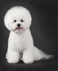 Black Bichon Frise Puppy For Sale Bichon Frise Puppies For Sale Breed Group Non Sporting Height 9 5 To 11 5 Inches At The Shoulder Weight Bichon Frise Dogs Dog Breeds Bichon Frise Puppy