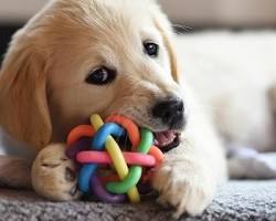 dog chewing on a toyの画像