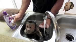 Watch this cute capuchin monkey wash himself with his new dove baby soap. Capuchin Monkey Bath Youtube