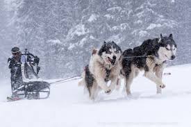 La béringuia est une course de chiens de traîneaux peu banale. A La Course De Chiens De Traineau Du Lac Blanc Bons Baisers Du Rhin Superieur