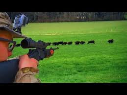 Action de chasse aux sangliers. Battues De Sangliers Au Coeur De L Action Chasse Hd Youtube