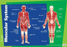 Their main function is contractibility. Gillian Miles Human Body Muscular System Wall Chart Toys2learn