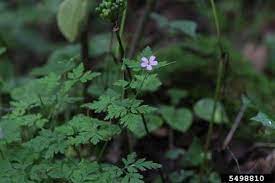 Herb robert is an annually growing herb that grows up to a maximum height of 24 inches and has a the leaves of herb robert are split palmately having pale green leaflets that have a purplish tinge at. Herb Robert Geranium Robertianum L