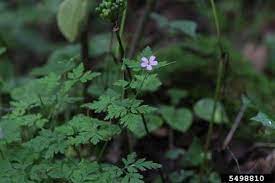 Le erbacce invasive formano un campo di battaglia comune per il giardiniere. Herb Robert Geranium Robertianum L