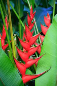 Pin On Tropical Plants