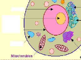 Jun 07, 2021 · torrino et al. Cells By Jody Ddd Cell Wall Strong Stiff