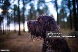 Image result for griffon korthalsův