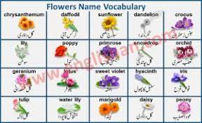 Flowers name with images in urdu to english pdf, this lesson helpful for student and learner to improve their flowers name with images in urdu and english. Daily Routine English To Urdu Sentences With Pdf File Flower Names Vocabulary Flash Cards Name Of Vegetables