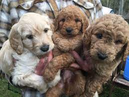 Groodle And Cavoodle Registered Ethical Breeder Australia Puppies For Sale Groodles For Sale Cavoodles Puppies For Sale Poodle Puppies For Sale Poodle Puppy