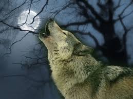Lobos Wolf Mais Nada Precisa Ser Dito Sao Lindos Animais Caes Amo Animais