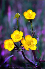 Yellow By Valentinakallias On Deviantart Yellow Flowers Buttercup Flower Beautiful Flowers