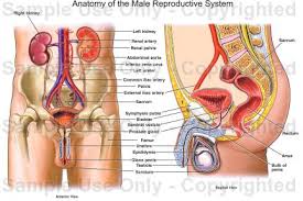 This mri brain cross sectional anatomy tool is absolutely free to use. Anatomy Of The Male Reproductive System Medical Illustration Human Anatomy Drawing Anatomy Illustration