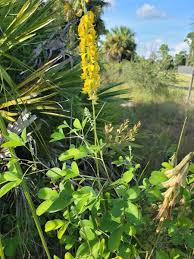 Image result for Crotalaria orthoclada