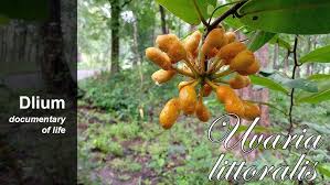 Image result for Uvaria