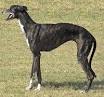 Indian Caravan Hound vs Rampur Greyhound (Breed Info. and Comparison)