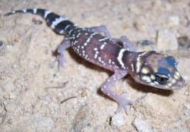 Black And White Lizard Australia Barking Gecko Lizard Gecko Colorful Lizards