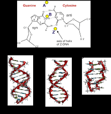 Dna is the molecule that holds the instructions for all living things. Chapter 4 Dna Rna And The Human Genome Chemistry