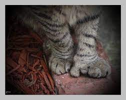Jun 10, 2021 · die kultserie mord mit aussicht bekommt nach gut fünf jahren eine neuauflage. Hemingway Katze Foto Bild Tiere Haustiere Katzen Bilder Auf Fotocommunity
