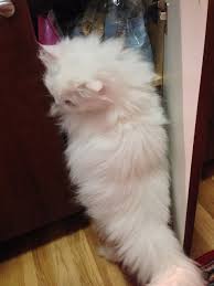 Maybe you would like to learn more about one of these? A Happy Kitty